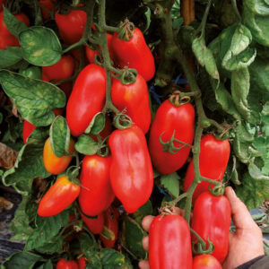 Tomaten